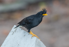 Acridotheres grandis