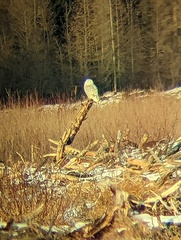 Bubo scandiacus