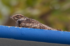 Caprimulgus jotaka