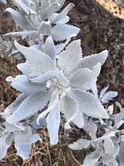 Eriodictyon tomentosum