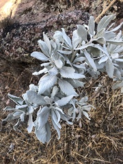 Eriodictyon tomentosum