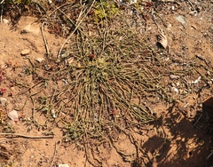 Mesembryanthemum junceum