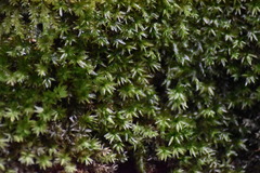 Mnium hornum