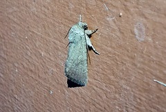 Spodoptera pecten