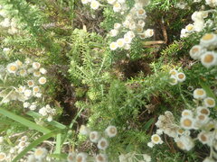 Helichrysum teretifolium