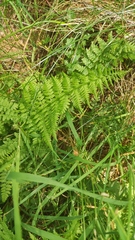 Dryopteris dilatata