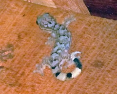 Thecadactylus rapicauda