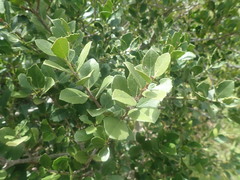 Maytenus procumbens