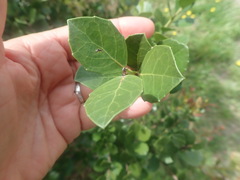 Maytenus procumbens