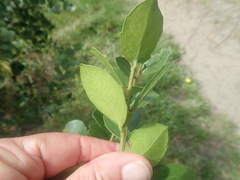 Maytenus procumbens