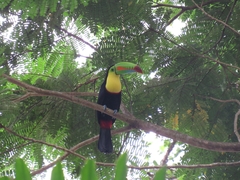 Ramphastos sulfuratus
