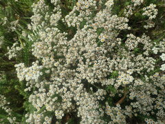 Helichrysum teretifolium