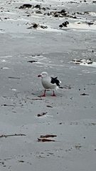 Leucophaeus scoresbii