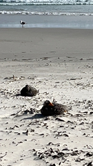 Tachyeres brachypterus