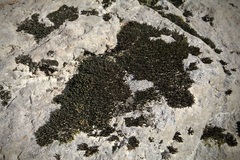 Orthotrichum anomalum