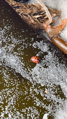 Coccinella undecimpunctata
