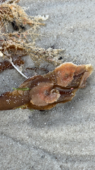Membranipora membranacea