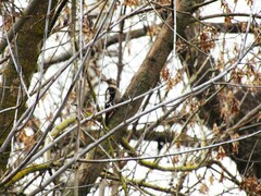 Dendrocopos syriacus