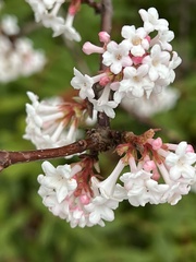 Viburnum farreri