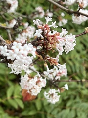 Viburnum farreri