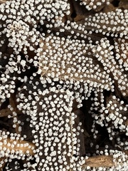 Physarum globuliferum