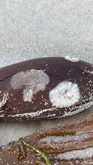 Membranipora membranacea