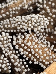 Physarum globuliferum