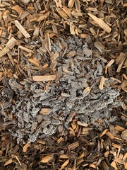 Physarum globuliferum