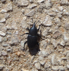 Scyphophorus acupunctatus