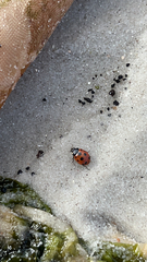 Coccinella undecimpunctata