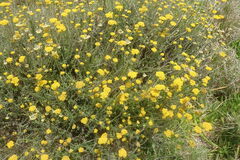 Helichrysum cymosum