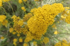 Helichrysum cymosum