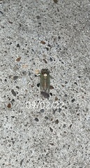 Diceroprocta delicata