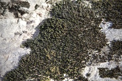 Orthotrichum anomalum