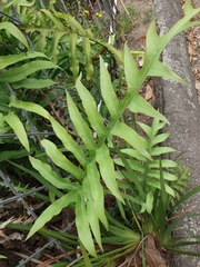 Phlebodium aureum
