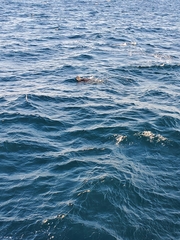 Dermochelys coriacea