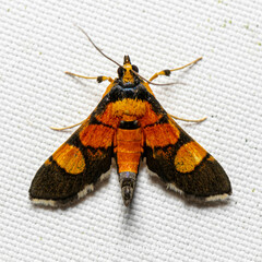 Aethaloessa
