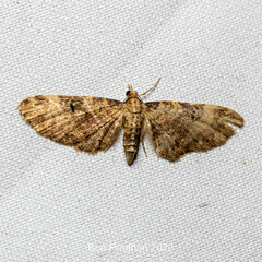 Larentiinae