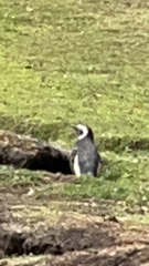 Spheniscus magellanicus