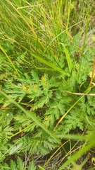 Chaerophyllum hirsutum