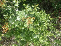 Mystroxylon aethiopicum