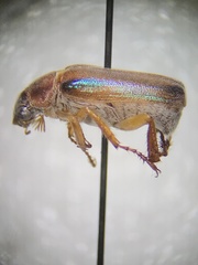 Dichelonyx subvittata