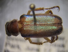 Dichelonyx subvittata