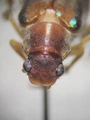 Dichelonyx subvittata