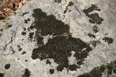 Orthotrichum anomalum