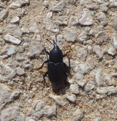 Scyphophorus acupunctatus
