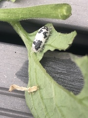 Lepidoptera