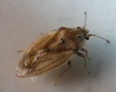Parapiesma cinereum