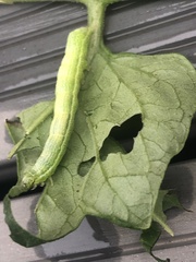 Lepidoptera