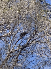 Buteo plagiatus